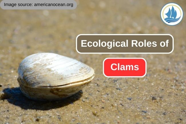 Clam’s Ecological Roles in Coastal Habitats